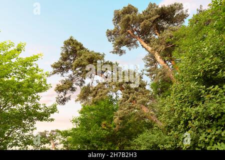mixed forest with mighty pines and other trees in the park area in late spring Stockfoto