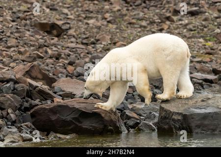 Eisbär, der an der felsigen Küste entlang geht, Vikingebugt Inlet, Scoresby Sund, Grönland Stockfoto