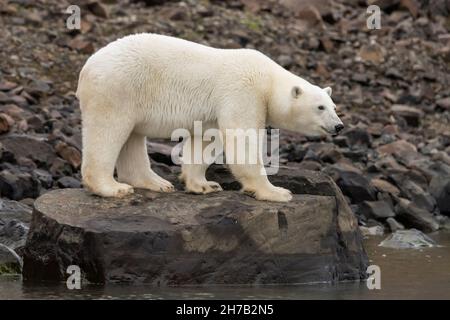 Ausgewachsene Eisbärin, die auf einem Felsen am Wasser steht, Vikingebugt Inlet, Scoresby Sund, Grönland Stockfoto