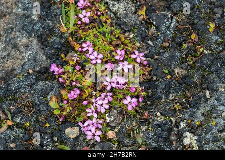Blühender Purpursaxifrage (Saxifraga oppositifolia), Dänemark Island, Scoresby Sund, Grönland Stockfoto