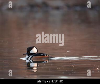 Kapuzen-Mergansermännchen (drake) schwimmt im vollzüchterischen Gefieder Colorado, USA, über den Teich Stockfoto