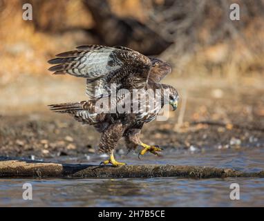 Unreifer Rotschwanzhawk, dunkler Morph (Harlans), der auf Baumstamm mit Flügeln an den Teichen am Rande von Colorado, USA, läuft Stockfoto