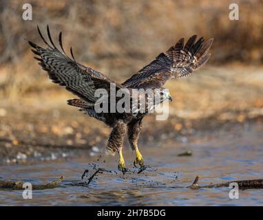 Unreife Rotschwanzhawk Dark Morph (Harlans) Abheben vom Stamm auf dem Boden war es in Colorado, USA, thront Stockfoto