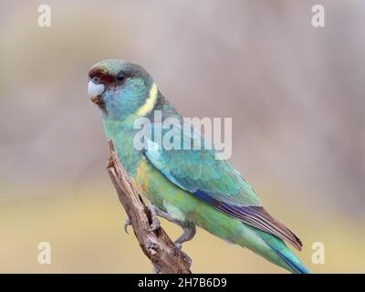 Seitenansicht Nahaufnahme eines männlichen mallee Ringneck-Papageien im Gluepot-Reservat Stockfoto