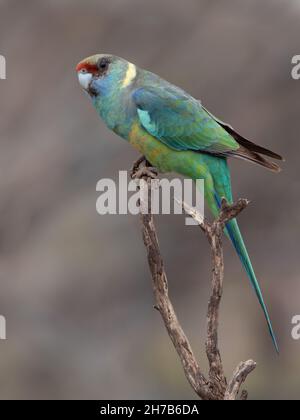 Ein männlicher mallee-Ringhalspapagei, der auf einem Ast bei Gluepot Reserve thront Stockfoto