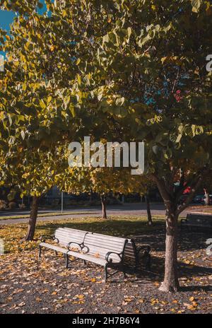 Leere Bank im Herbstpark. Laubbäume mit bunten grünen, gelben, orangefarbenen, goldenen Blättern Stockfoto