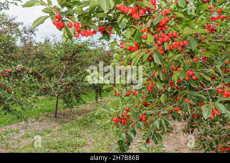 Traverse City Michigan, Old Mission Peninsula, Kirschgarten Baum Frucht Cerasus Zweig rot reif Stockfoto