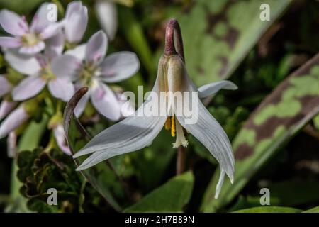 Nahaufnahme einer Forellensilienwildblume mit Frühlingsschönheit im Bokeh, aufgenommen im Lions Park in St. Croix Falls, Wisconsin, USA. Stockfoto