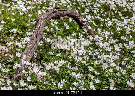Falsche rue Anemone in der Nähe eines toten Zweiges im Wald entlang des Indianhead Trail im Lions Park in St. Croix Falls, Wisconsin, USA gefunden. Stockfoto