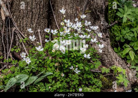 Rue anemone gefunden im Frühlingswald gegen einen Baum auf dem Indianhead Trail, Lions Park, St. Croix Falls, Wisonsin USA. Stockfoto