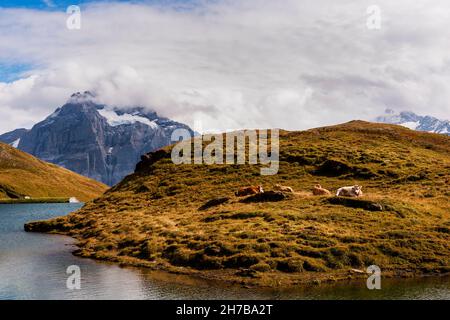 Kühe in der warmen Sonne auf den Pfaden des ersten, am Bachalpsee, über Grindelwald, Schweiz Stockfoto