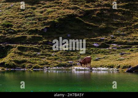 Schweizer Kuh, die aus dem Wasser des Bachalpsees trinkt, in der Schweiz Stockfoto