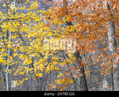 Gelbe und braune Herbstblätter noch an einem Herbsttag in Pittsburgh, Pennsylvania, USA Stockfoto
