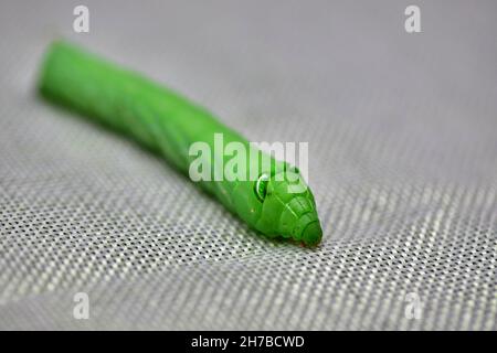 Große grüne Tomate-Hornwurm-Raupe auf weißem Hintergrund Stockfoto