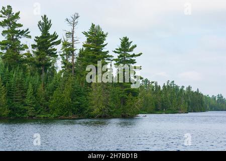 Pine Forest am Lakeshore am Horseshoe See in Boundary Waters in Minnesota Stockfoto