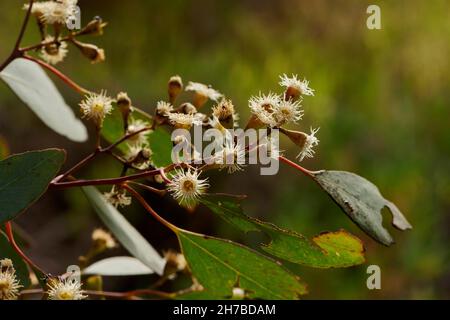 VictNahaufnahme Detail von winzigen weißen Blüten von E. polyantemos, hinterleuchtet in Frühlingssonne, mit Insektenfresstem Laub und winzigen Ameisen, die über Blumen krabbeln. Stockfoto