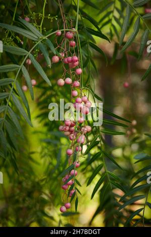 Oft als peruanischer Pfeffer oder rosa Pfeffer bezeichnet die winzigen Pfeffernüsse, die in diesen rosafarbenen Schalen enthalten sind, sind überhaupt nicht richtig peeper. Stattdessen, während havi Stockfoto