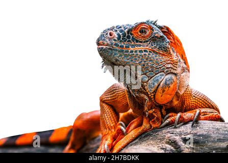Roter oder orangefarbener Leguan, der Leguan schaut zur Seite, kriecht auf einem Haufen Holz, isoliertes rotes Leguan auf weißem Hintergrund. Stockfoto