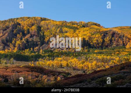 Espen im Herbst entlang der Big Cimarron Road, Montrose County, Colorado Stockfoto