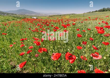 Blühende Mohnblumen auf einem Feld mit Bauernhöfen im Hintergrund. Papaver-Blüten enthalten Opiate und werden häufig zur Herstellung von narkotischem dr. Stockfoto