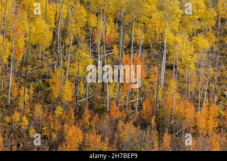 Herbstfarben entlang der Last Dollar Road, Telluride, Colorado Stockfoto