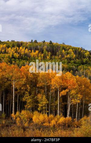 Aspen im Herbst in der Nähe von Placerville, Colorado Stockfoto