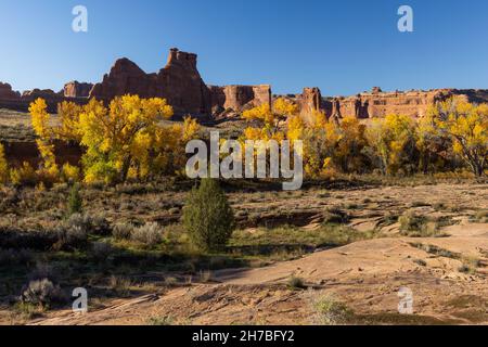 Fremont-Baumwollwälder (Populus fremontii) entlang der Courthouse Wash im Herbst, Arches National Park, Utah Stockfoto