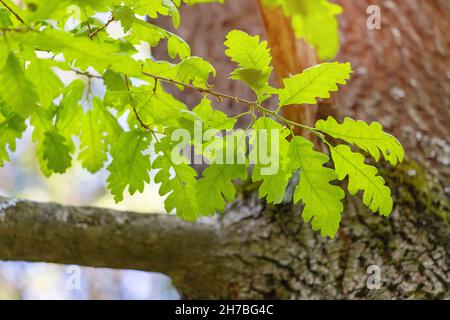 Frische und üppig grüne Blätter auf einem Zweig der Quercus Cerris Eiche. Das Konzept der Ökologie und Gesundheit von Wald und Park Stockfoto