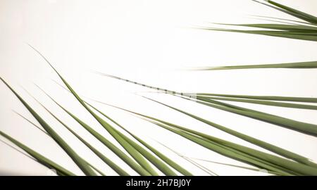 Eckrahmen für Text aus scharfen grünen Blättern. Stockfoto