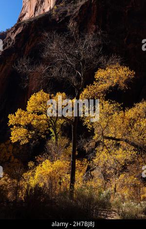 Im Herbst im Zion Canyon im Zion-Nationalpark, Utah, mit Hintergrundbeleuchtung beleuchtete Cottonwood-Bäume Stockfoto