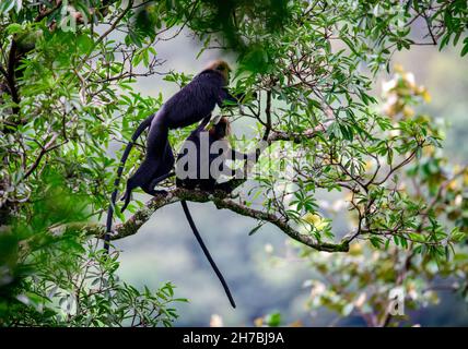 Nilgiri langur-Affe, der in seinem natürlichen Lebensraum im dichten grünen Wald auf einem Baum läuft und springt. Dieser Primat hat glänzendes schwarzes Fell und langen Schwanz. Stockfoto