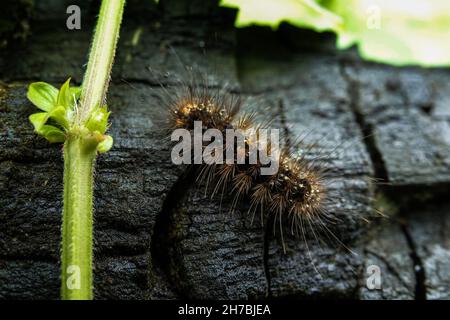 Ein Nahaufnahme Makro isoliertes Bild einer haarigen Caterpillar, braune Raupe mit weißen Flecken auf den grünen Blättern. Stockfoto