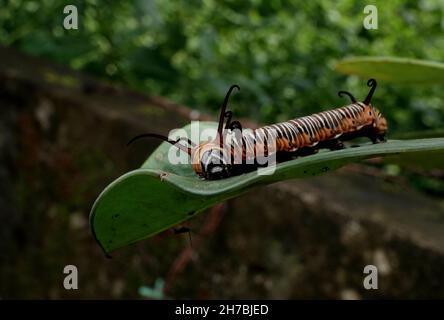 Bild von Raupen der gemeinen indischen Krähe auf der grünen Natur auf einem natürlichen Hintergrund. Stockfoto