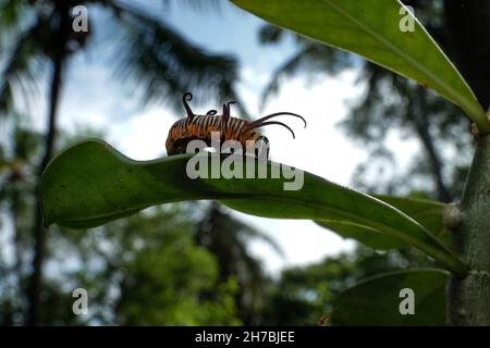 Bild von Raupen der gemeinen indischen Krähe auf der grünen Natur auf einem natürlichen Hintergrund. Stockfoto