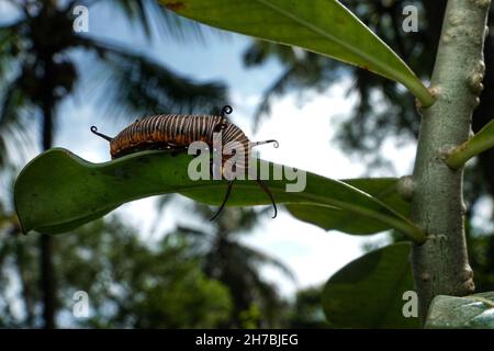 Bild von Raupen der gemeinen indischen Krähe auf der grünen Natur auf einem natürlichen Hintergrund. Stockfoto