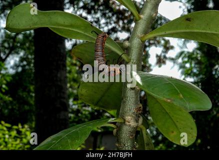 Bild von Raupen der gemeinen indischen Krähe auf der grünen Natur auf einem natürlichen Hintergrund. Stockfoto