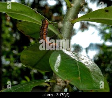 Bild von Raupen der gemeinen indischen Krähe auf der grünen Natur auf einem natürlichen Hintergrund. Stockfoto