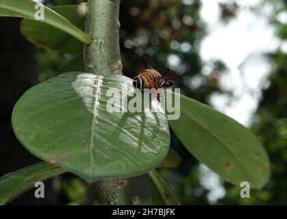 Bild von Raupen der gemeinen indischen Krähe auf der grünen Natur auf einem natürlichen Hintergrund. Stockfoto