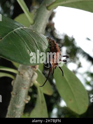 Bild von Raupen der gemeinen indischen Krähe auf der grünen Natur auf einem natürlichen Hintergrund. Stockfoto