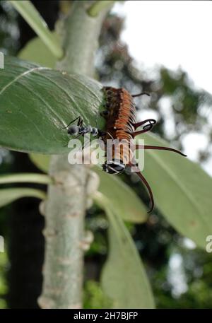 Bild von Raupen der gemeinen indischen Krähe auf der grünen Natur auf einem natürlichen Hintergrund. Stockfoto