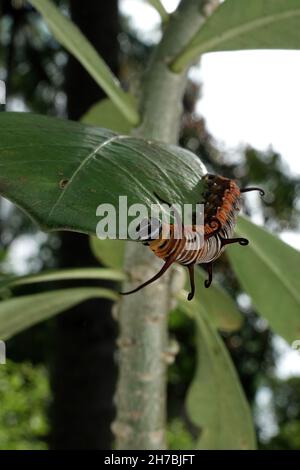 Bild von Raupen der gemeinen indischen Krähe auf der grünen Natur auf einem natürlichen Hintergrund. Stockfoto