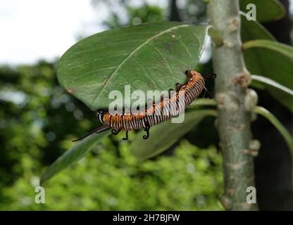 Bild von Raupen der gemeinen indischen Krähe auf der grünen Natur auf einem natürlichen Hintergrund. Stockfoto