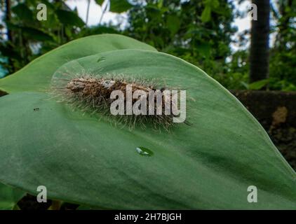 Ein Nahaufnahme Makro isoliertes Bild einer haarigen Caterpillar, braune Raupe mit weißen Flecken auf den grünen Blättern. Stockfoto