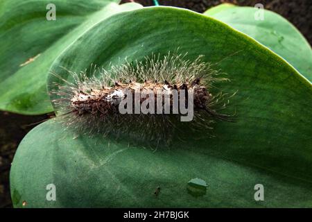 Ein Nahaufnahme Makro isoliertes Bild einer haarigen Caterpillar, braune Raupe mit weißen Flecken auf den grünen Blättern. Stockfoto