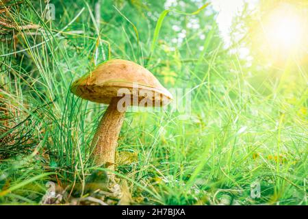 Essbarer Steinpilz (Leccinum scabrum) in der Grasniederwinkelansicht. Birkenkolete mit braunem Hut. Stockfoto