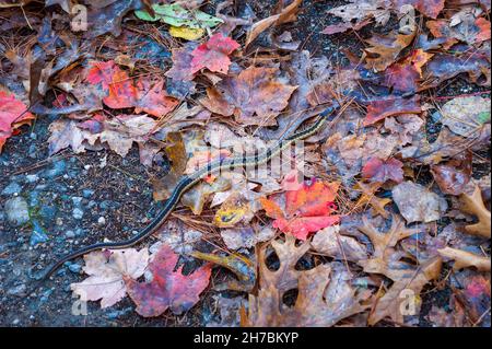 Eine östliche Strumpfschlange (Thamnophis sirtalis sirtalis), die durch Blattstreu schlängelt. Assabet River National Wildlife Refuge, Sudbury, Massachusetts Stockfoto