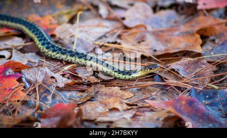 Eine östliche Strumpfschlange (Thamnophis sirtalis sirtalis), die durch Blattstreu schlängelt. Assabet River National Wildlife Refuge, Sudbury, Massachusetts Stockfoto