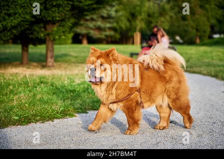 Schöner Chow Chow Hund auf grünem Gras im Park Stockfoto