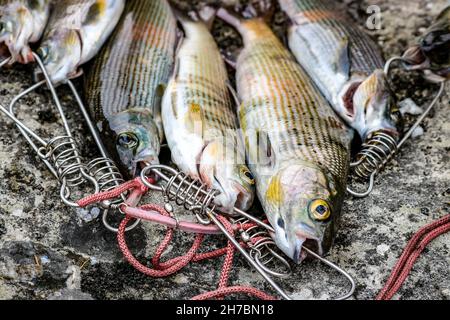 Frischer Fisch fängt auf einem Stein, Äschen aus nächster Nähe auf einem Fischstringer. Fischerei und Bergbau. Stockfoto