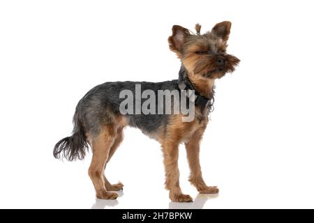 Seitenansicht eines entzückenden yorkshire Terrier Hundes, der sich verschlammt fühlt und eine Leine auf weißem Hintergrund trägt Stockfoto